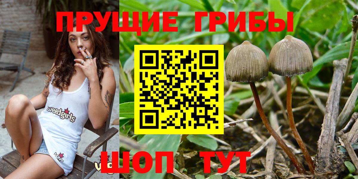 Тавда  Галлюциногенные грибы Cubensis  Вход с VPN 
