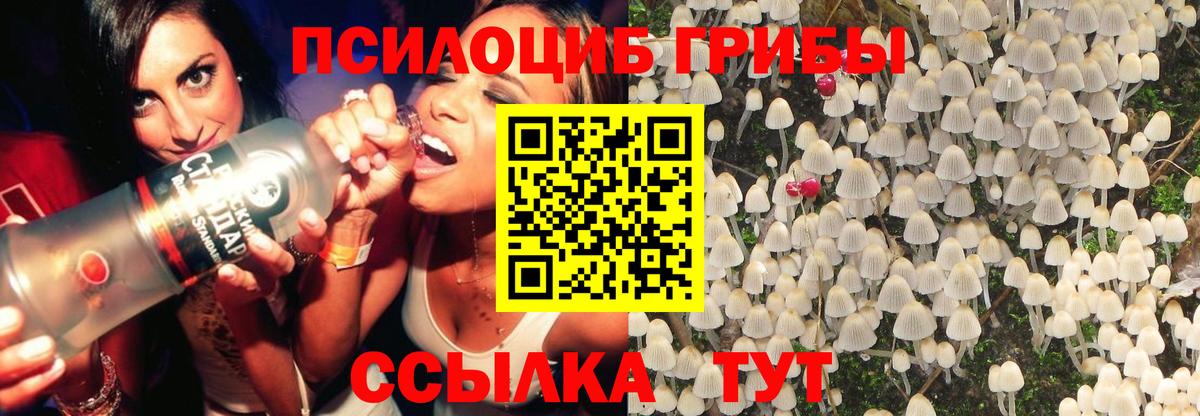 Псилоцибиновые грибы Psilocybine cubensis Тавда